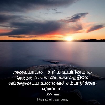 Picture 03 - நீதிமொழிகள் 30:25 TAMIRV - அவையாவன: சிறிய - Bible Verse Picture