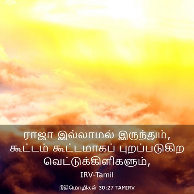 Picture 03 - நீதிமொழிகள் 30:27 TAMIRV - ராஜா இல்லாமல் - Bible Verse Picture