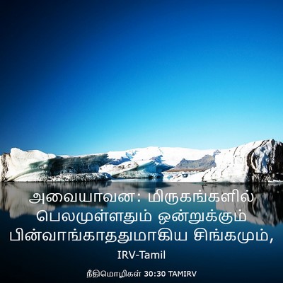 Picture 03 - நீதிமொழிகள் 30:30 TAMIRV - அவையாவன: - Bible Verse Picture