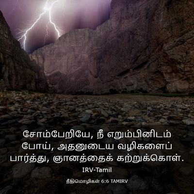 Picture 03 - நீதிமொழிகள் 6:6 TAMIRV - சோம்பேறியே, நீ - Bible Verse Picture