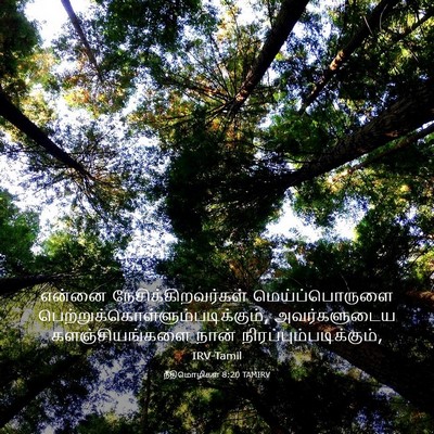 Picture 03 - நீதிமொழிகள் 8:20 TAMIRV - என்னை - Bible Verse Picture