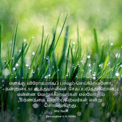 Picture 03 - நீதிமொழிகள் 8:36 TAMIRV - எனக்கு விரோதமாகப் - Bible Verse Picture