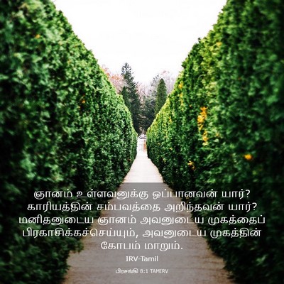 Picture 03 - பிரசங்கி 8:1 TAMIRV - ஞானம் உள்ளவனுக்கு - Bible Verse Picture