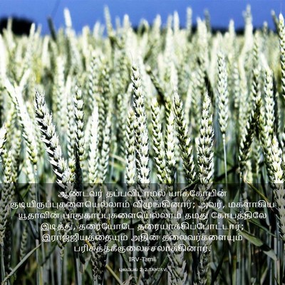 Picture 03 - புலம்பல் 2:2 TAMIRV - ஆண்டவர் - Bible Verse Picture