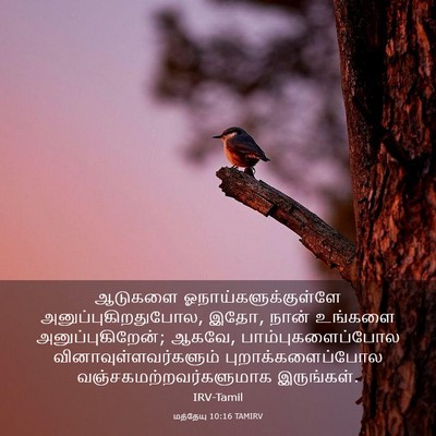 Picture 03 - மத்தேயு 10:16 TAMIRV - ஆடுகளை - Bible Verse Picture