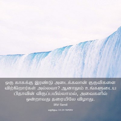 Picture 03 - மத்தேயு 10:29 TAMIRV - ஒரு காசுக்கு - Bible Verse Picture