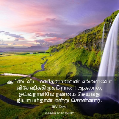 Picture 03 - மத்தேயு 12:12 TAMIRV - ஆட்டைவிட - Bible Verse Picture
