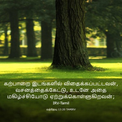 Picture 03 - மத்தேயு 13:20 TAMIRV - கற்பாறை இடங்களில் - Bible Verse Picture