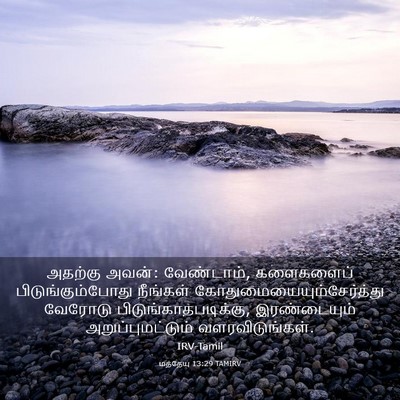 Picture 03 - மத்தேயு 13:29 TAMIRV - அதற்கு அவன்: - Bible Verse Picture
