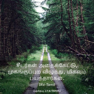 Picture 03 - மத்தேயு 17:6 TAMIRV - சீடர்கள் - Bible Verse Picture