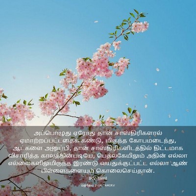 Picture 03 - மத்தேயு 2:16 TAMIRV - அப்பொழுது ஏரோது - Bible Verse Picture