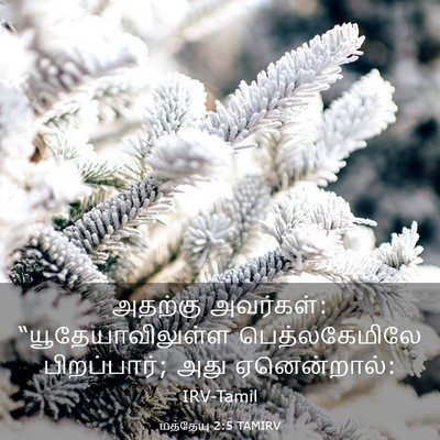 Picture 03 - மத்தேயு 2:5 TAMIRV - அதற்கு அவர்கள்: - Bible Verse Picture