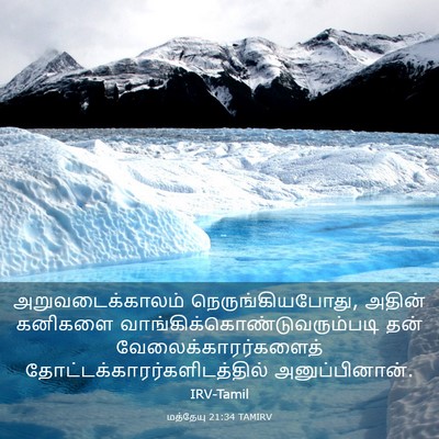 Picture 03 - மத்தேயு 21:34 TAMIRV - அறுவடைக்காலம் - Bible Verse Picture