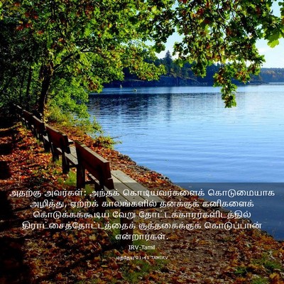 Picture 03 - மத்தேயு 21:41 TAMIRV - அதற்கு அவர்கள்: - Bible Verse Picture