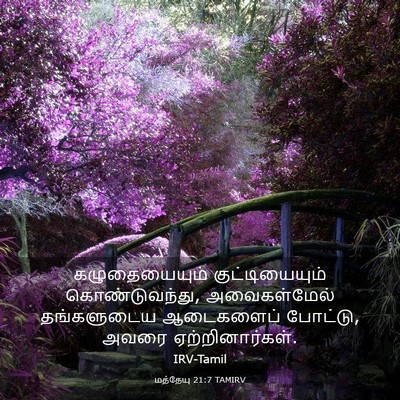 Picture 03 - மத்தேயு 21:7 TAMIRV - கழுதையையும் - Bible Verse Picture