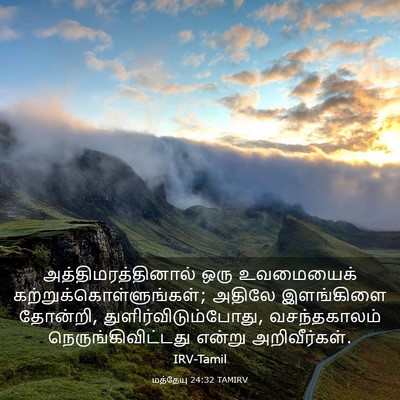 Picture 03 - மத்தேயு 24:32 TAMIRV - அத்திமரத்தினால் - Bible Verse Picture