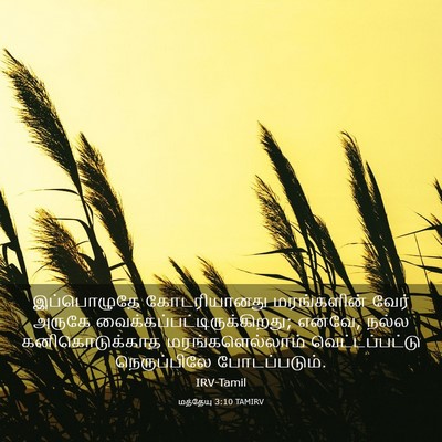 Picture 03 - மத்தேயு 3:10 TAMIRV - இப்பொழுதே - Bible Verse Picture