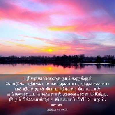 Picture 03 - மத்தேயு 7:6 TAMIRV - பரிசுத்தமானதை - Bible Verse Picture