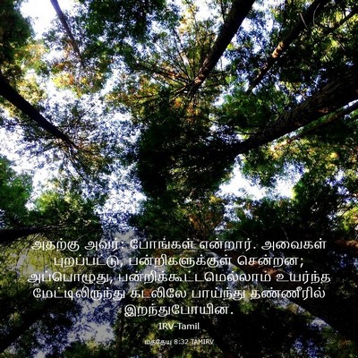 Picture 03 - மத்தேயு 8:32 TAMIRV - அதற்கு அவர்: - Bible Verse Picture