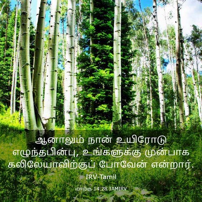 Picture 03 - மாற்கு 14:28 TAMIRV - ஆனாலும் நான் - Bible Verse Picture