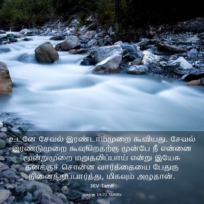 Picture 03 - மாற்கு 14:72 TAMIRV - உடனே சேவல் - Bible Verse Picture