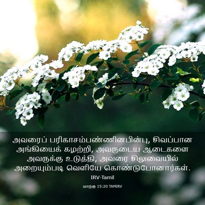 Picture 03 - மாற்கு 15:20 TAMIRV - அவரைப் - Bible Verse Picture
