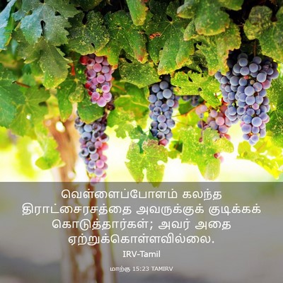 Picture 03 - மாற்கு 15:23 TAMIRV - வெள்ளைப்போளம் - Bible Verse Picture