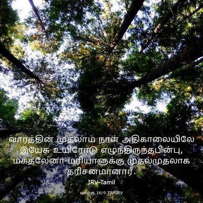 Picture 03 - மாற்கு 16:9 TAMIRV - வாரத்தின் முதலாம் - Bible Verse Picture