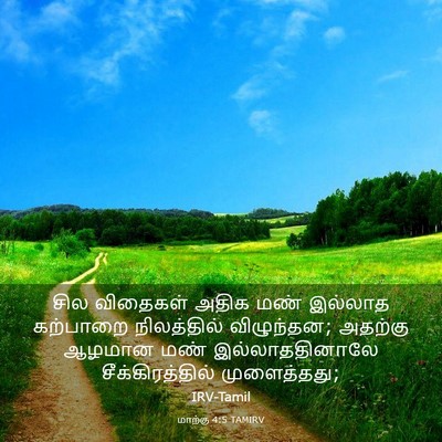 Picture 03 - மாற்கு 4:5 TAMIRV - சில விதைகள் அதிக - Bible Verse Picture
