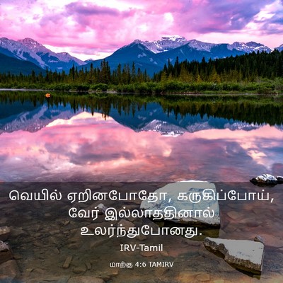 Picture 03 - மாற்கு 4:6 TAMIRV - வெயில் ஏறினபோதோ, - Bible Verse Picture