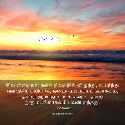 Picture 03 - மாற்கு 4:8 TAMIRV - சில விதைகள் நல்ல - Bible Verse Picture