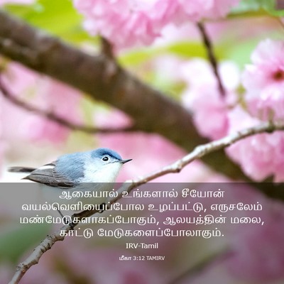 Picture 03 - மீகா 3:12 TAMIRV - ஆகையால் உங்களால் - Bible Verse Picture