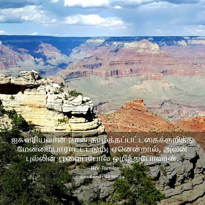 Picture 03 - யாக்கோபு 1:10 TAMIRV - ஐசுவரியவான் தான் - Bible Verse Picture