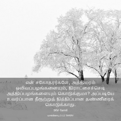 Picture 03 - யாக்கோபு 3:12 TAMIRV - என் சகோதரர்களே, - Bible Verse Picture