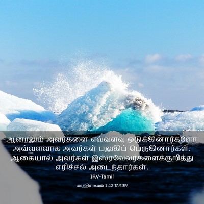 Picture 03 - யாத்திராகமம் 1:12 TAMIRV - ஆனாலும் அவர்களை - Bible Verse Picture