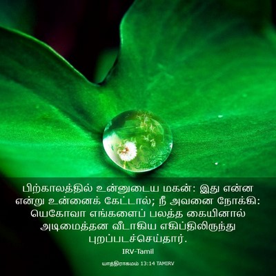 Picture 03 - யாத்திராகமம் 13:14 TAMIRV - பிற்காலத்தில் - Bible Verse Picture