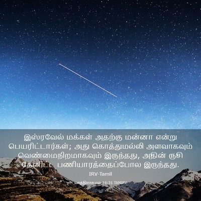 Picture 03 - யாத்திராகமம் 16:31 TAMIRV - இஸ்ரவேல் மக்கள் - Bible Verse Picture