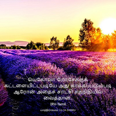 Picture 03 - யாத்திராகமம் 16:34 TAMIRV - யெகோவா மோசேக்குக் - Bible Verse Picture
