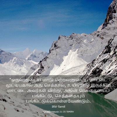 Picture 03 - யாத்திராகமம் 21:35 TAMIRV - “ஒருவனுடைய மாடு - Bible Verse Picture