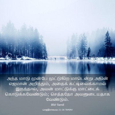 Picture 03 - யாத்திராகமம் 21:36 TAMIRV - அந்த மாடு முன்பே - Bible Verse Picture
