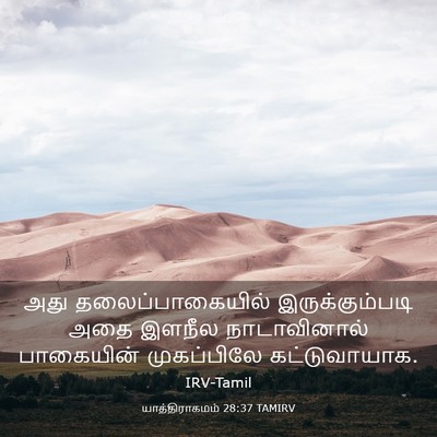 Picture 03 - யாத்திராகமம் 28:37 TAMIRV - அது தலைப்பாகையில் - Bible Verse Picture