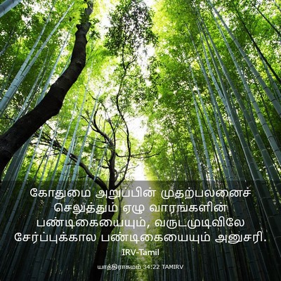 Picture 03 - யாத்திராகமம் 34:22 TAMIRV - கோதுமை அறுப்பின் - Bible Verse Picture