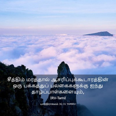 Picture 03 - யாத்திராகமம் 36:31 TAMIRV - சீத்திம் மரத்தால் - Bible Verse Picture