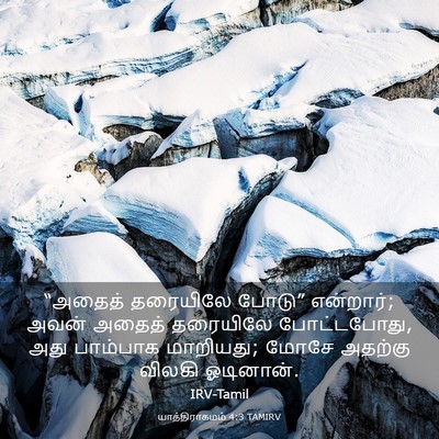 Picture 03 - யாத்திராகமம் 4:3 TAMIRV - “அதைத் தரையிலே - Bible Verse Picture