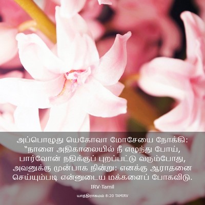 Picture 03 - யாத்திராகமம் 8:20 TAMIRV - அப்பொழுது யெகோவா - Bible Verse Picture