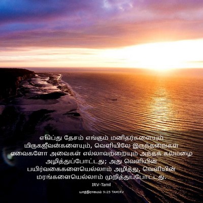 Picture 03 - யாத்திராகமம் 9:25 TAMIRV - எகிப்து தேசம் - Bible Verse Picture