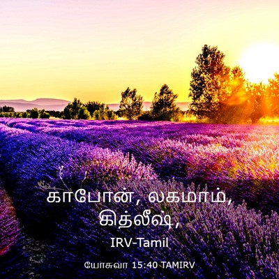 Picture 03 - யோசுவா 15:40 TAMIRV - காபோன், லகமாம், - Bible Verse Picture