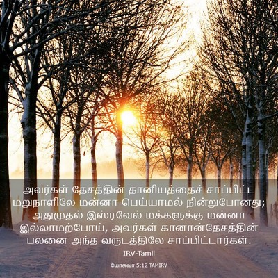 Picture 03 - யோசுவா 5:12 TAMIRV - அவர்கள் தேசத்தின் - Bible Verse Picture