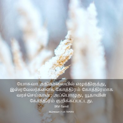 Picture 03 - யோசுவா 7:16 TAMIRV - யோசுவா - Bible Verse Picture