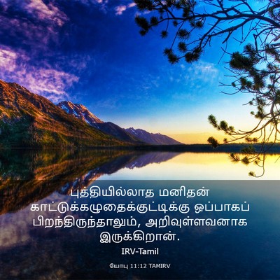 Picture 03 - யோபு 11:12 TAMIRV - புத்தியில்லாத - Bible Verse Picture